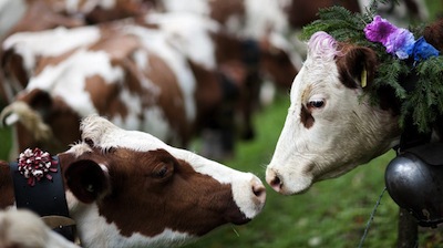 In SVIZZERA le mucche con le corna? NO